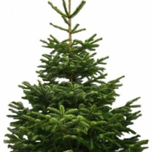 Sapin naturel Nordmann 1er CHOIX coupé H.250/300 cm + bûche