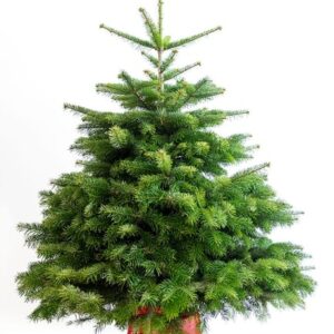 Sapin naturel nordmann en pot H.125/150 cm