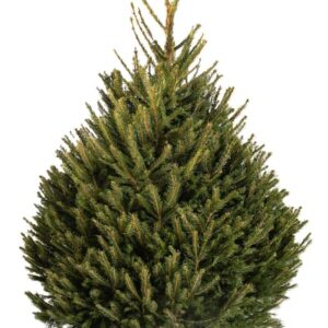 Sapin naturel Epicéa Label Rouge coupé H.175/200 cm, pied percé