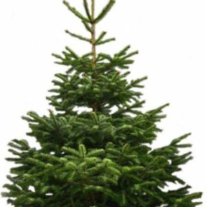Sapin naturel Nordmann coupé 250-300 croix