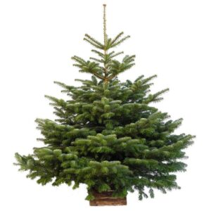 Sapin naturel Nordmann Premium coupé H.200/250 cm, pied percé